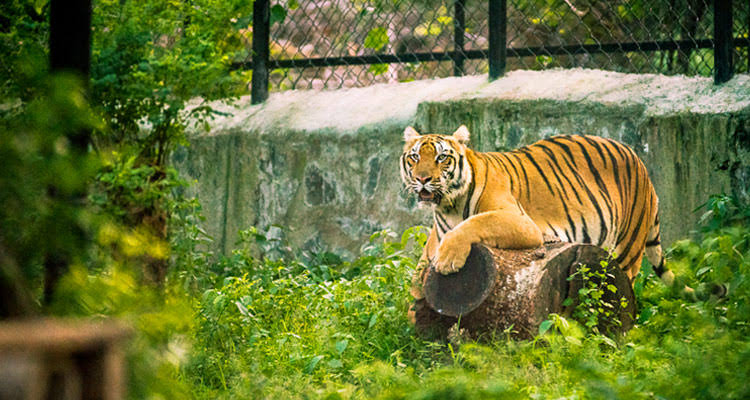 Safari at Arignar Anna Zoological Park